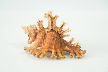 This incredibly spiky and textured brown seashell showcases the raw beauty of natural marine structures. Its rugged appearance suggests a rich history from the ocean depths.