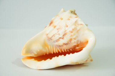 Bu büyük deniz kabuğu, çarpıcı çizgileri ve detaylı tırtıklı iç kısmıyla deniz doğal sanatının büyüleyici bir örneğidir..