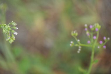 Solda keskin yeşil çiçek tomurcuklarının yer aldığı sanatsal bir çekim, sağda yumuşak, odaklanmamış mor çiçeklerle dengelenmiş, doğal bir derinlik hissi yaratıyor..
