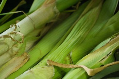 Yakın planda toplanmış yeşil pırasalar, canlı yeşil saplarını ve sağlıklı görünüşlerini sergiliyorlar..