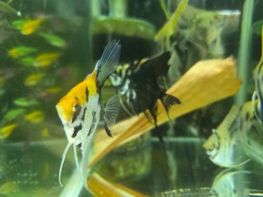 Ekilmiş bir akvaryumda iki melek balığı, canlı şekillerini ve zarif hareketlerini iyi korunmuş bir sualtı ortamında sergileyerek dekorasyonların yanında yüzerler..