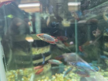 A vibrant aquarium filled with colorful fish swimming gracefully. The tank is decorated with gravel and ornaments, creating a lively underwater environment.