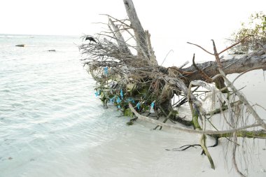 Devrilmiş büyük bir ağacın güçlü bir görüntüsü. Karmaşık kök sistemi, ıssız bir sahildeki sakin okyanusun kenarında dramatik bir şekilde duruyor..
