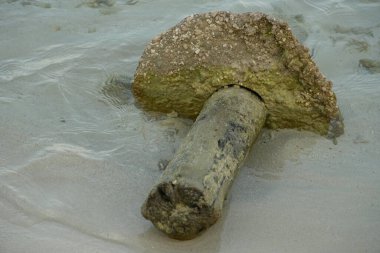 Bu çarpıcı görüntü, kısmen berrak, sığ okyanus suyuna batmış mantar şeklindeki mercan oluşumunu gösteriyor. Eşsiz yapısı ve dokusu nazik dalgalara karşı koyuyor..
