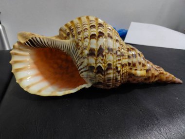 Bu yakın çekim, karmaşık desenlerini ve sıcak turuncu iç yüzeyini gösteren, dokulu koyu bir yüzey üzerinde dinlenen güzel, büyük bir deniz kabuğunun görüntüsünü içeriyor..