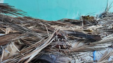 Yakından bakıldığında, açık mavi-yeşil bir duvara dayanan, kurumuş palmiye yaprakları ve küçük hindistan cevizleri doğal, kırsal bir estetik sunar..