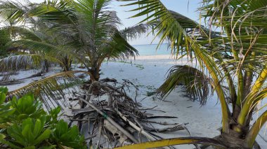Bu sahnede, büyüyen palmiye ağaçları ve kurumuş yapraklardan oluşan doğal kalıntılarla dolu beyaz kumlu bir sahil var. Ada manzarasının vahşi ve el değmemiş güzelliğini gözler önüne seriyor..