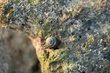 Bu görüntü, pürüzsüz, yosun kaplı bir kayanın içine yerleştirilmiş, yumuşak, sıcak, doğal bir ışıkla yıkanmış minik, sarmal bir deniz salyangozu kabuğu yakalar..