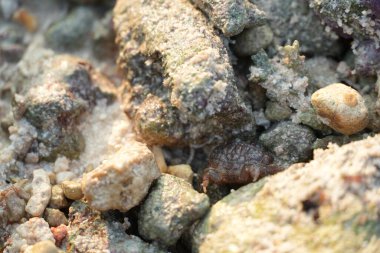 Güneşli bir yüzeyi kaplayan küçük kayaların ve çeşitli mercan parçalarının detaylı bir görüntüsü. Bu, deniz ortamının ham dokularını ve çeşitli kalıntılarını yakalar..