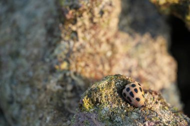 Küçük benekli bir salyangoz detaylı bir yakın plan çekimde doğal güneş ışığı altında yosun kaplı bir kayanın üzerinde yavaşça ilerlerken yakalanır. Karmaşık kabuğu önemli bir nokta..