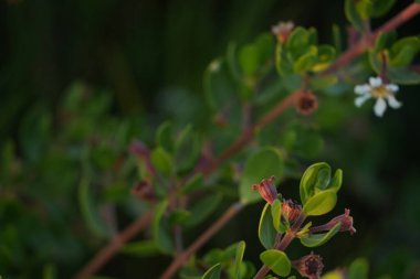 Bu resim canlı yeşil yapraklarla süslenmiş bir dal, birkaç kırmızı tomurcuk ve bitkinin yaşam döngüsünün farklı evrelerini gösteren tek bir beyaz çiçek yakalar. Yumuşak bir arkaplan derinlik yaratır.