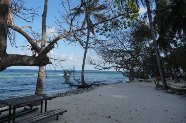Bu görüntü, berrak mavi okyanus ve kumlu sahile bakan yemyeşil ağaçların altına kurulmuş ahşap piknik masalarıyla sakin bir tropikal plaj görüntüsü yakalar..