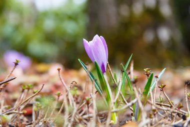 Büyük çiçekler çiğdemler yerde büyümek.