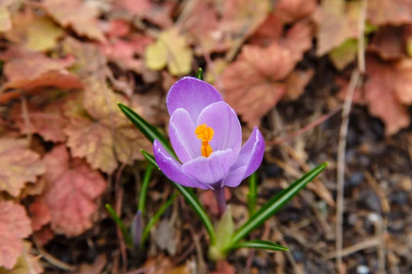 地面で育つ大きな花クロッカス. — ストック写真