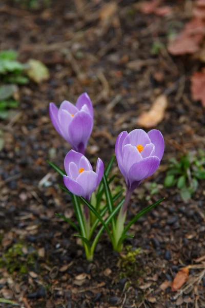 Grote bloemen Krokussen groeien op de grond. — Stockfoto