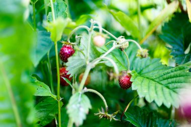 Yaban çilekleri (organik) bir dalda asılı.