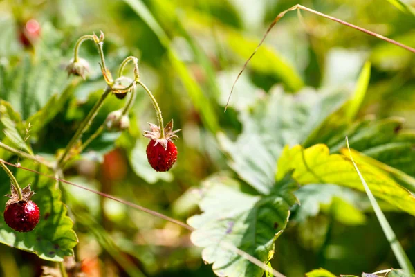 Fresas silvestres (orgánicas) colgando de una rama . — Foto de Stock