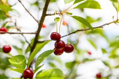 Kiraz (organik) bir dalda asılı.