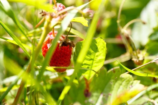 La fresa de jardín (orgánico) colgando de una rama . — Foto de Stock