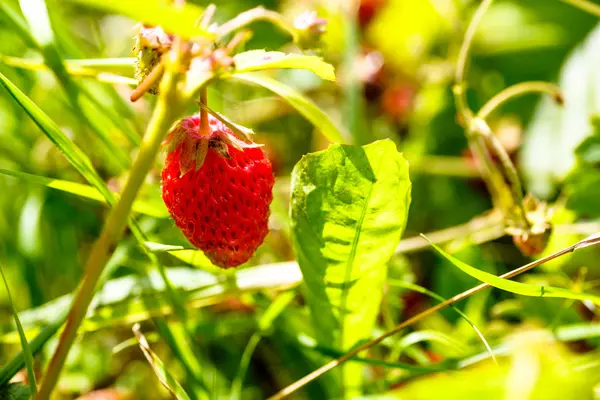 La fresa de jardín (orgánico) colgando de una rama . — Foto de Stock