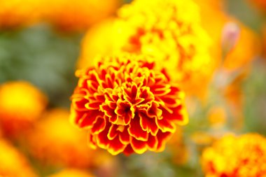 Parlak turuncu çiçek (Calendula) flowerbed. Makro.