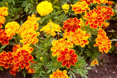 Parlak turuncu çiçek (Calendula) flowerbed. Makro.