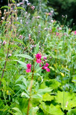 Kırmızı orman yaz yeşil çimen çiçek.