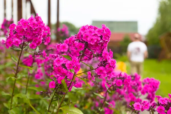 Las flores de Phlox crecen en el jardín . — Foto de Stock