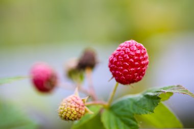 Ahududu makro bahçede dal.