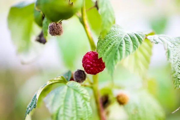 Frambuesas macro en una rama en el jardín . — Foto de Stock