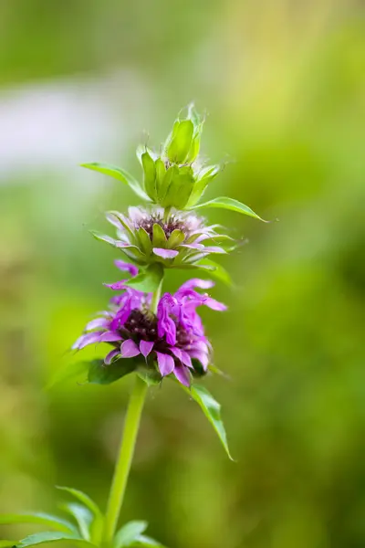 Bergamot 꽃 정원에서 분기에 — 스톡 사진