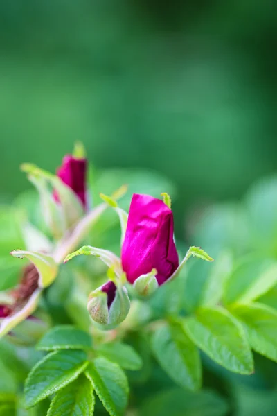 En ung blomma av en vild ros växer på en gren i trädgården. — Stockfoto
