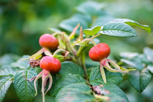 Rosas maduras que crecen en una rama en el jardín . —  Fotos de Stock