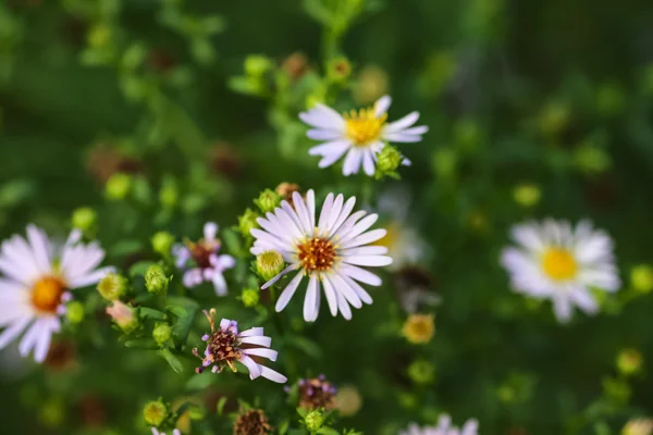 Little daisies grow in the garden.