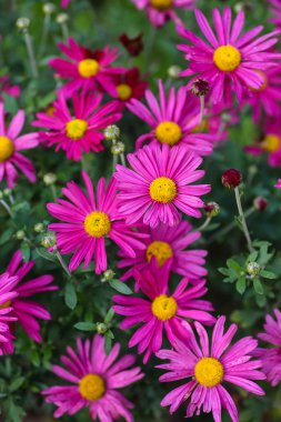 Daisy mor yaprakları ile büyümek bahçeden.