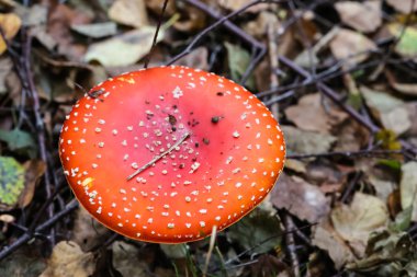 Büyük bir sinek ormanda büyüyen agaric (Amanita) mantar.
