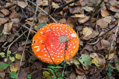Büyük bir sinek ormanda büyüyen agaric (Amanita) mantar.