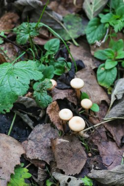 Çimenlerin arasında büyüyen mantar ve ormanda bırakır.