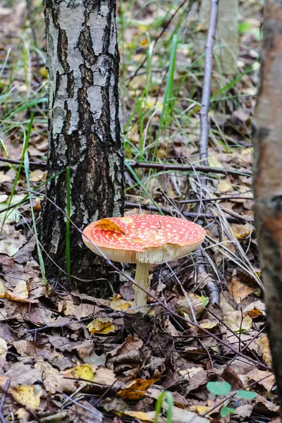 Stora svamp en flugsvamp (Amanita) växer i skogen. — Stockfoto