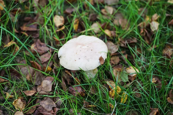 Paddestoelen groeien onder gras en bladeren in het bos. — Stockfoto