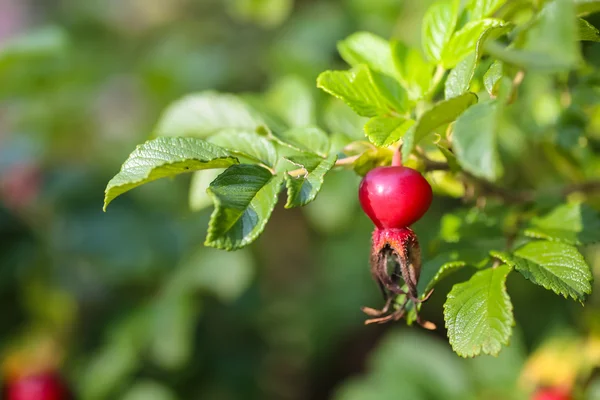 Olgun rose hips üzerinde Bahçe bir şube büyüyor.