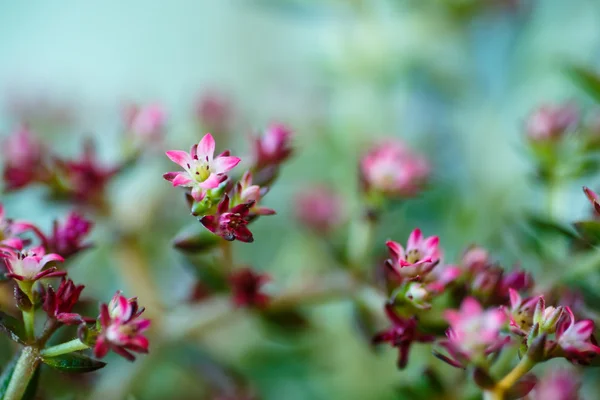 Muito pequenas flores rosa macro. O nome não é saber . — Fotografia de Stock