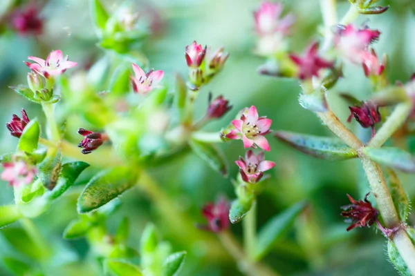 Mycket små rosa blommor makro. Namnet är inte vet. — Stockfoto