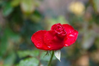 Kırmızı gül bahçesinde çiçek üzerinde yağmur damlaları veya çiğ damlaları.