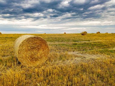 Hasat bittikten sonra samanların içinde rulo yapın..