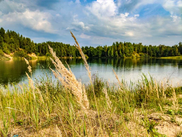 Літо Сонячно Лісове Озеро Серед Соснового Лісу — стокове фото