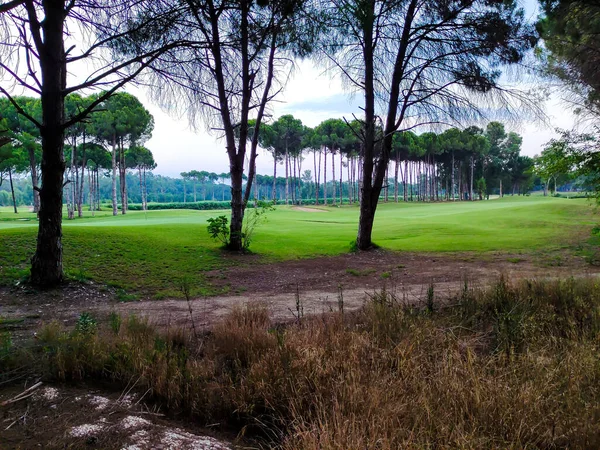 Golfbane Blandt Høje Træer - Stock-foto