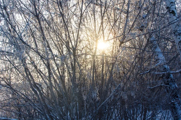 Vintersol på en frostig dag skiner genom den frusna branche — Stockfoto