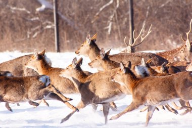 Karda çalışan genç bir Sika geyiği.