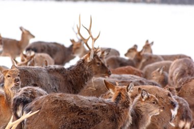 Sika geyiği ayakta ormanda kışın büyük sürüsü.